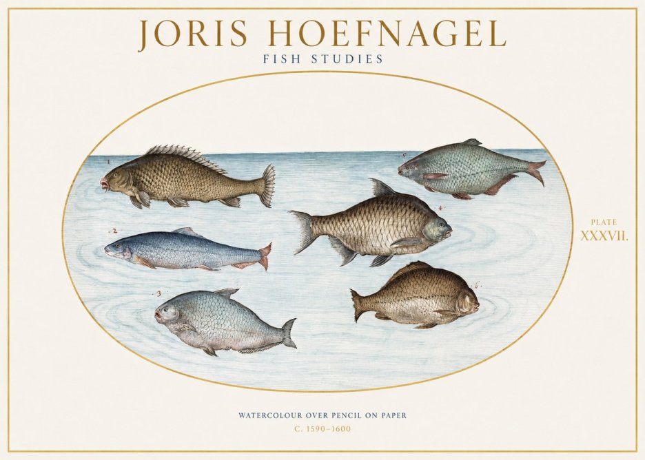 Joris Hoefnagel Six Freshwater Fish No2 - Affiche