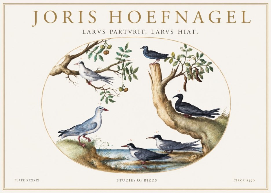 Joris Hoefnagel Studies of Birds II No1 - Affiche