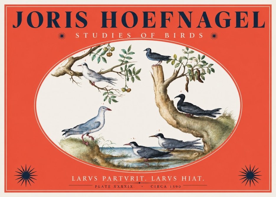Joris Hoefnagel Studies of Birds II No2 - Affiche