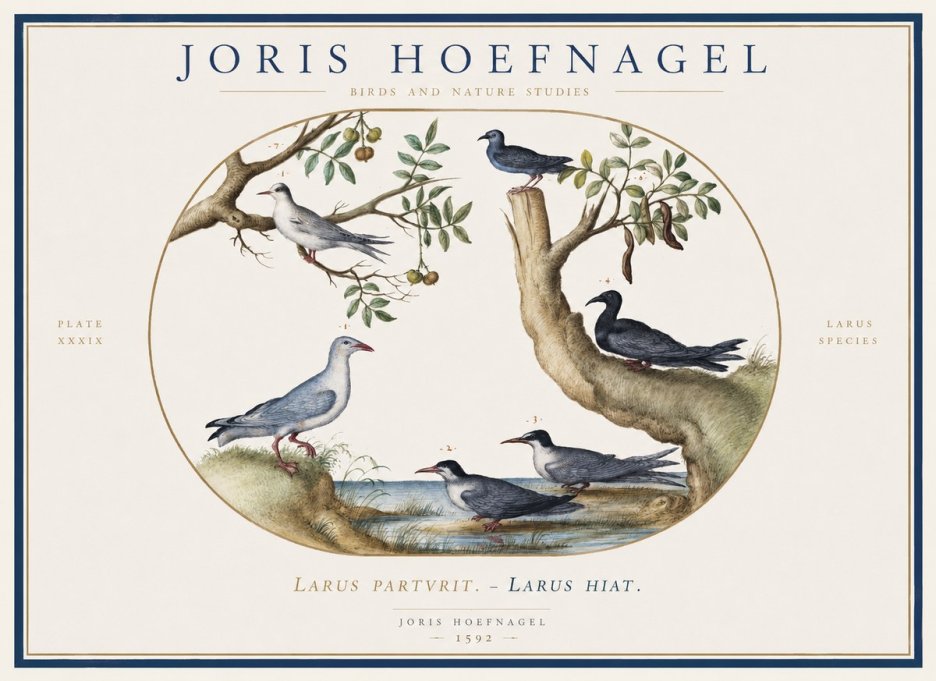 Joris Hoefnagel Studies of Birds II No6 - Affiche