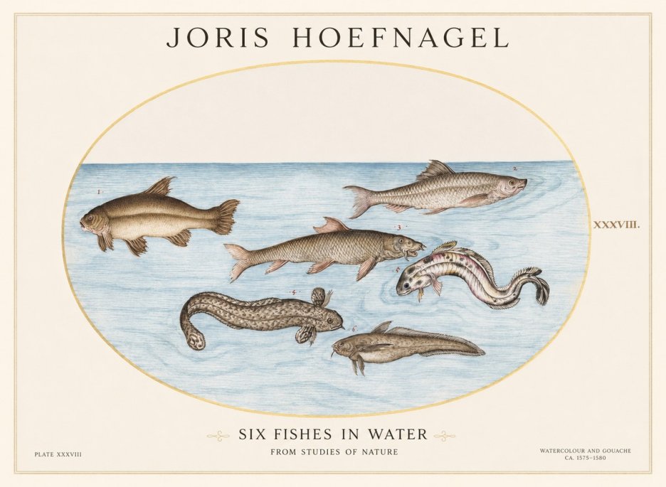 Joris Hoefnagel Six Fishes in Water II No1 - Affiche