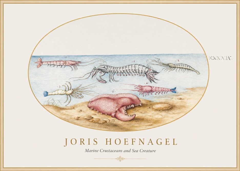 Joris Hoefnagel Marine Crustaceans and Sea Creature No1 - Affiche
