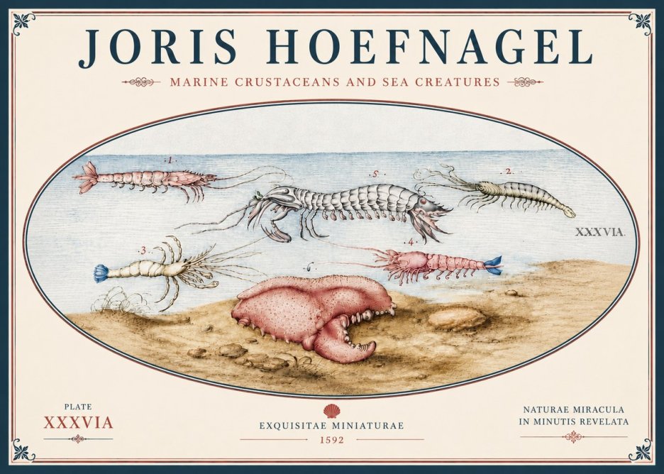 Joris Hoefnagel Marine Crustaceans and Sea Creature No5 - Affiche