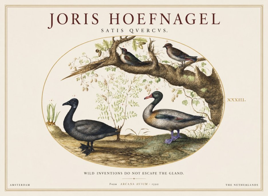 Joris Hoefnagel Satis Quercus. Birds of the Marsh No2 - Affiche