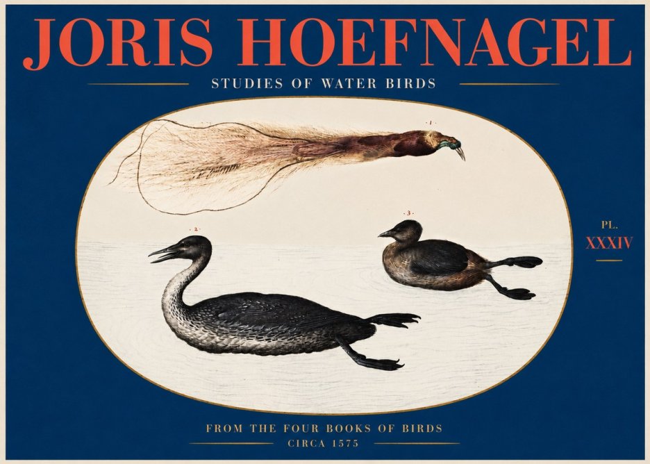 Joris Hoefnagel Studies of Water Birds No2 - Affiche