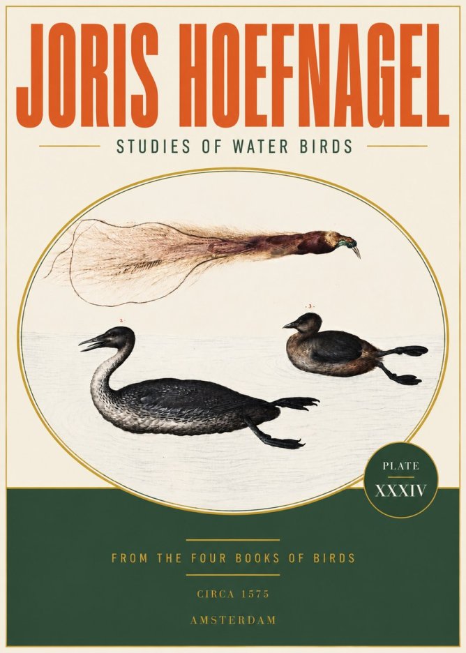 Joris Hoefnagel Studies of Water Birds No3 - Affiche