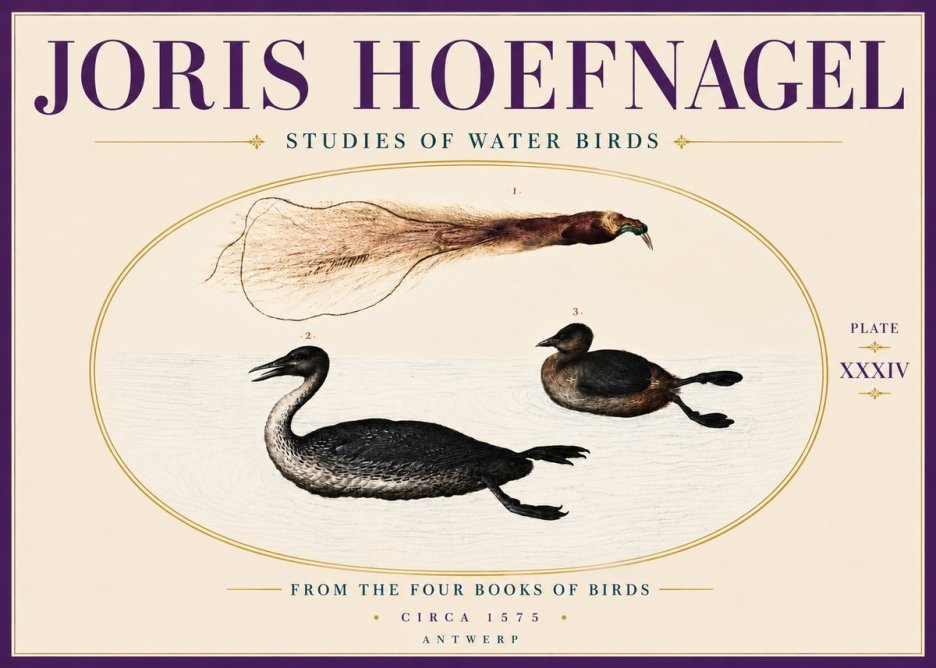 Joris Hoefnagel Studies of Water Birds No6 - Affiche