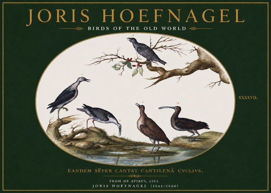 Joris Hoefnagel Birds of the Old World No3 - Affiche