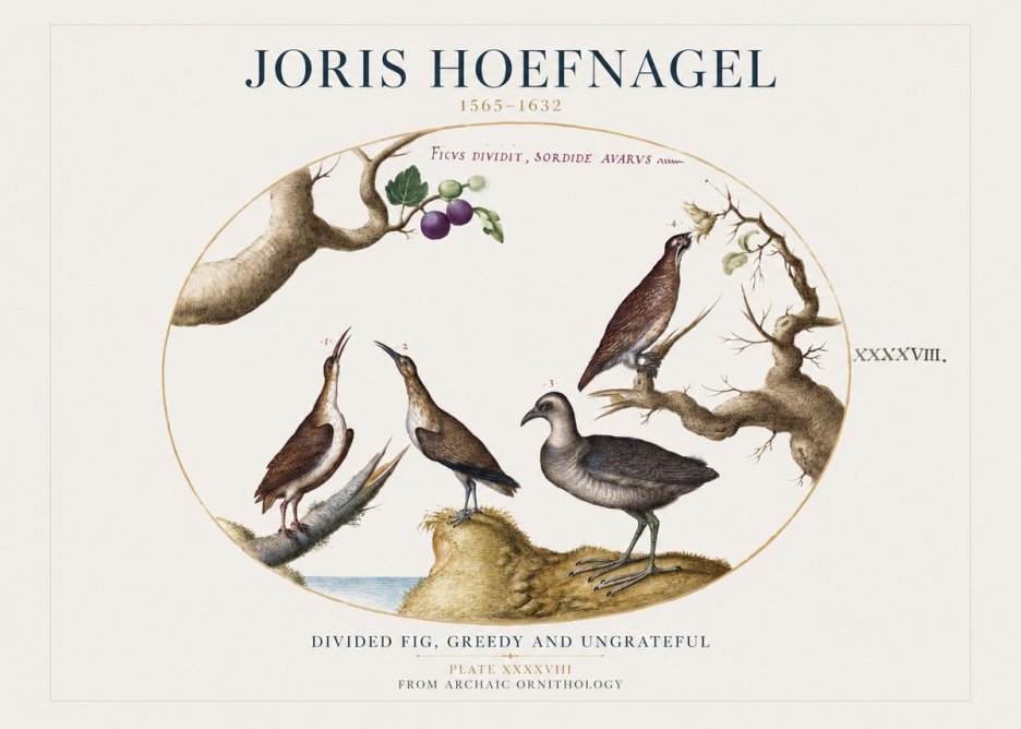 Joris Hoefnagel Birds from the Four Parts of the World No2 - Affiche