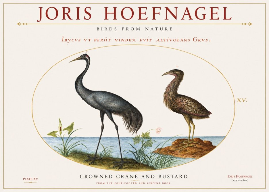 Joris Hoefnagel Crowned Crane and Bustard No1 - Affiche