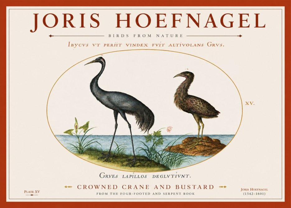 Joris Hoefnagel Crowned Crane and Bustard No3 - Affiche
