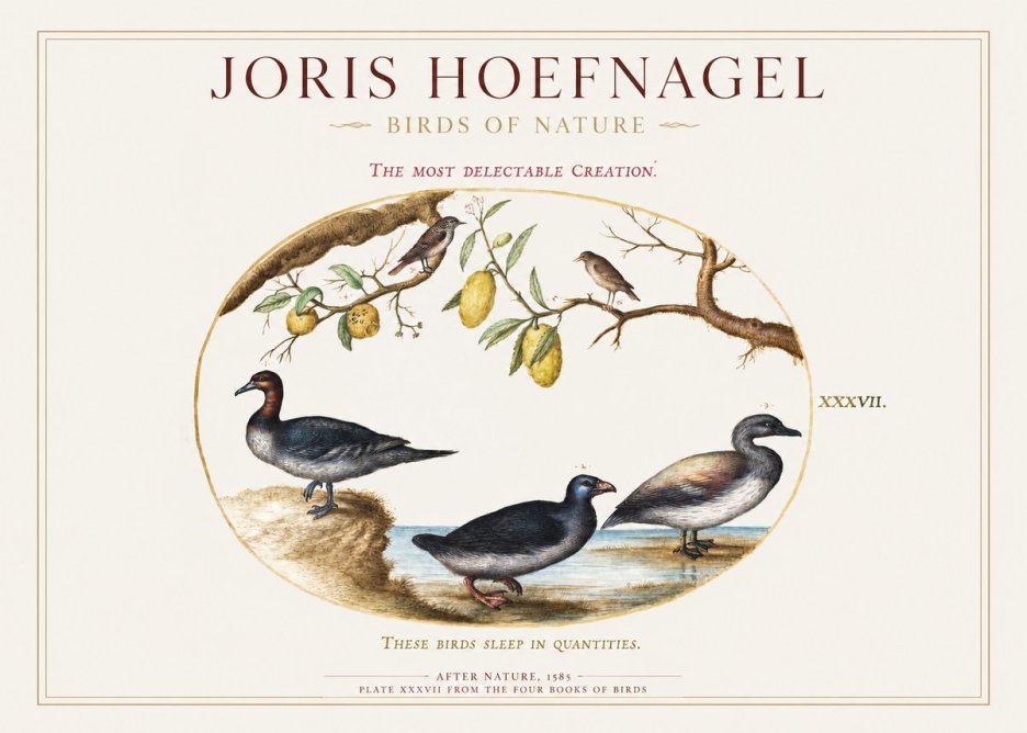Joris Hoefnagel Plate Xxxvii from the Four Books of Birds No1 - Affiche