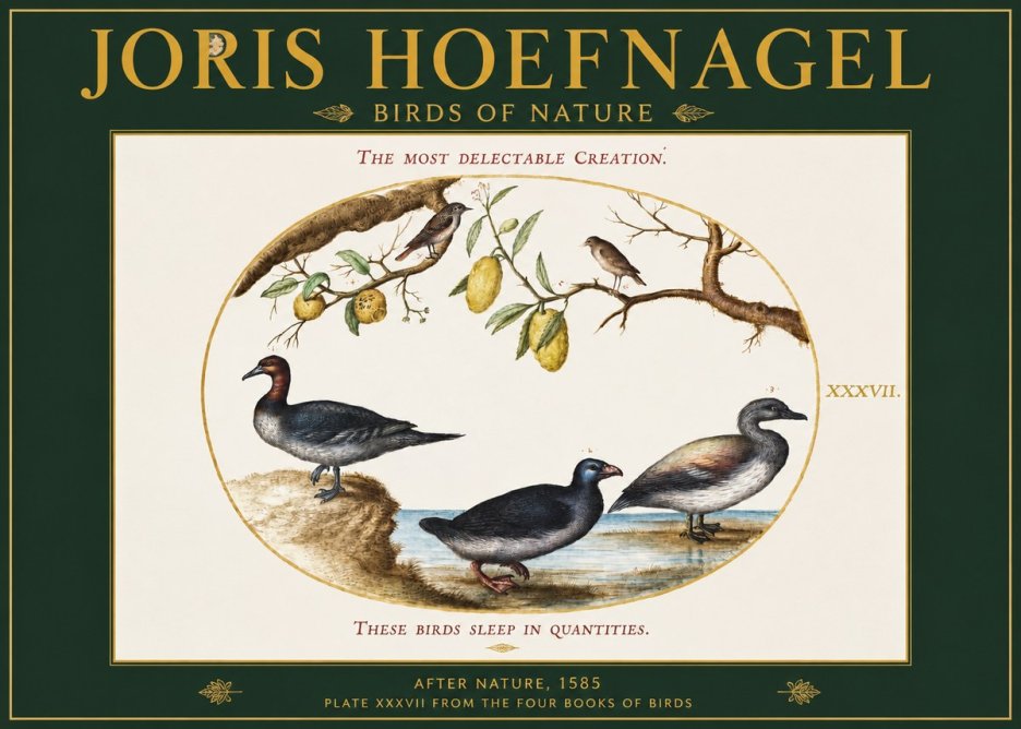 Joris Hoefnagel Plate Xxxvii from the Four Books of Birds No2 - Affiche