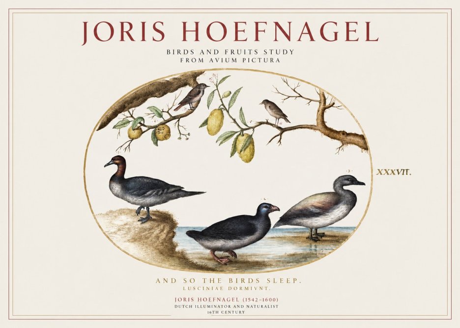Joris Hoefnagel Plate Xxxvii from the Four Books of Birds No5 - Affiche