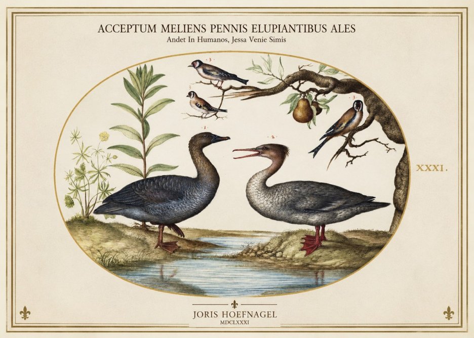 Joris Hoefnagel Acceptiem Meliens Pennis Fupidantibus Ales No2 - Affiche