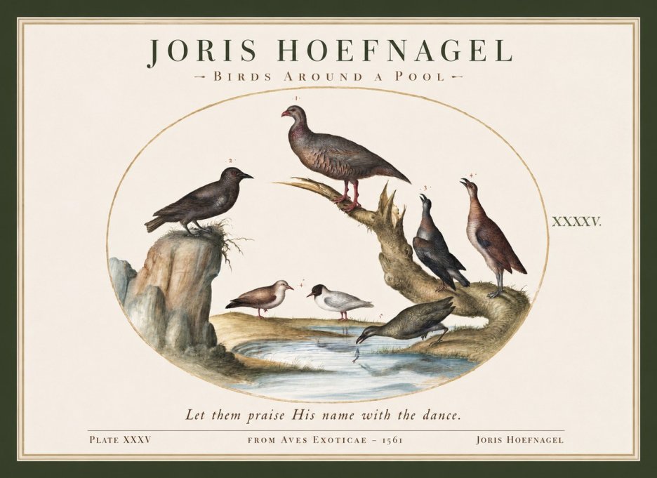 Joris Hoefnagel Birds Around a Pool No1 - Affiche
