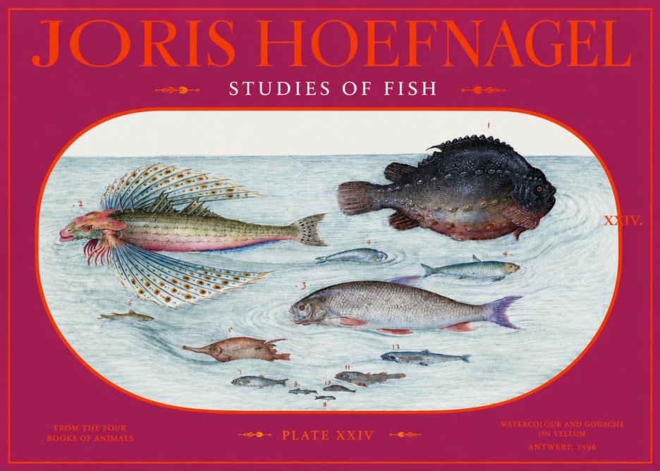 Joris Hoefnagel Studies of Fish II No2 - Affiche