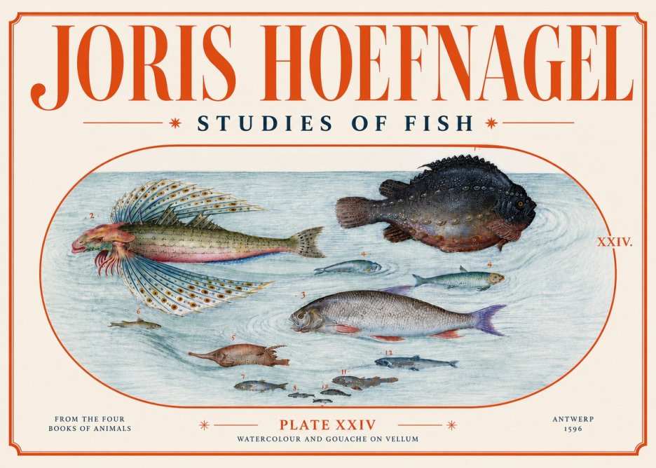 Joris Hoefnagel Studies of Fish II No4 - Affiche