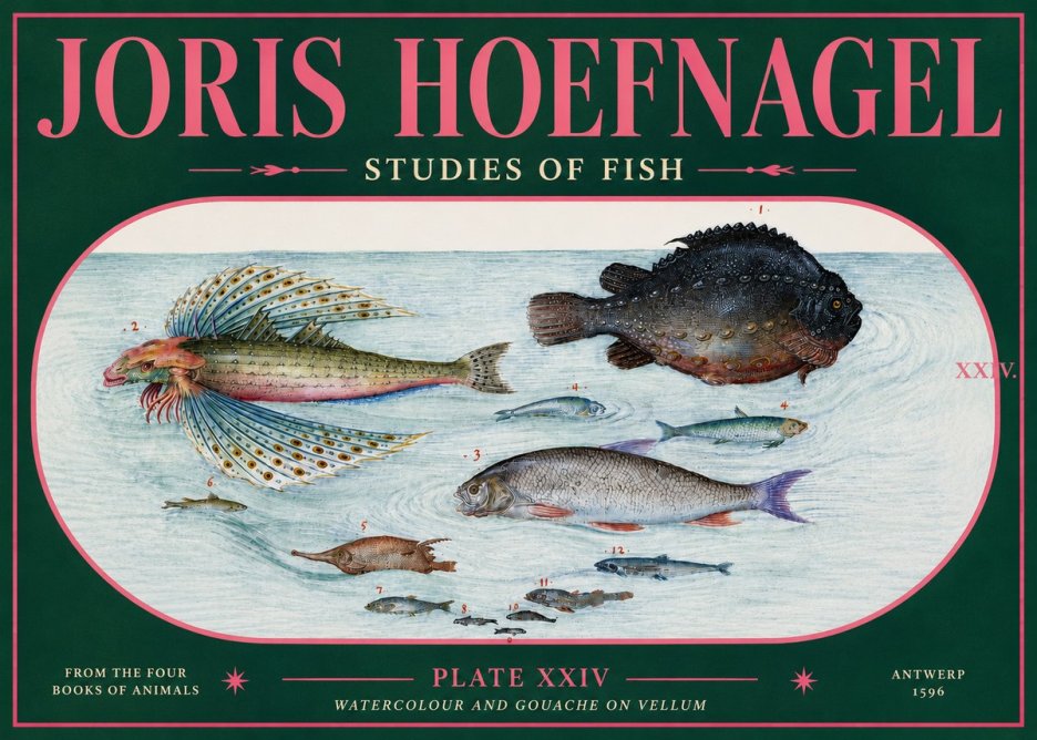 Joris Hoefnagel Studies of Fish II No5 - Affiche