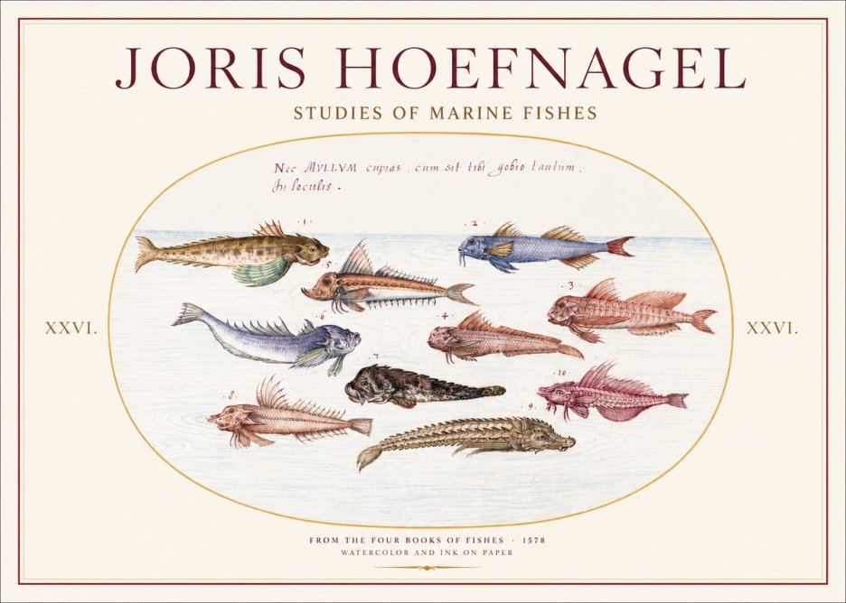 Joris Hoefnagel Studies of Marine Fishes No1 - Affiche