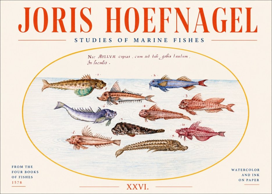 Joris Hoefnagel Studies of Marine Fishes No4 - Affiche
