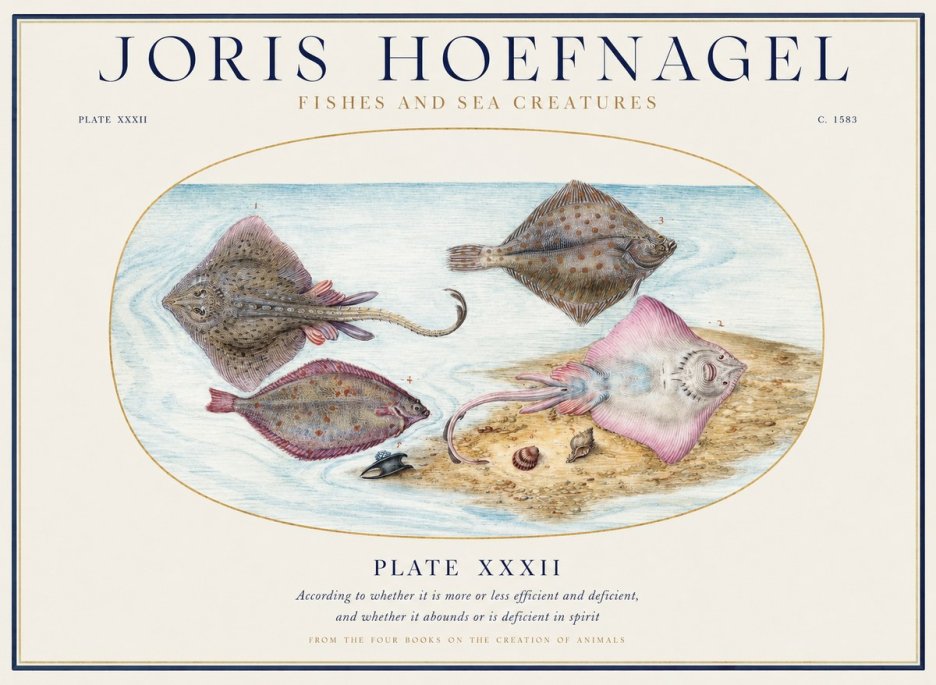 Joris Hoefnagel Study of Rays and Flatfish No5 - Affiche