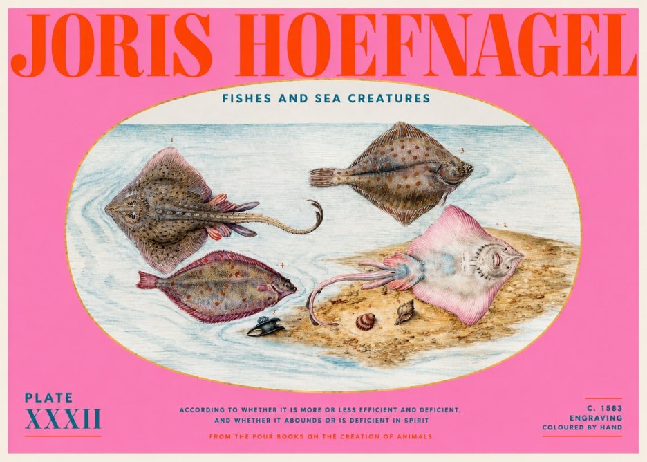 Joris Hoefnagel Study of Rays and Flatfish No6 - Affiche