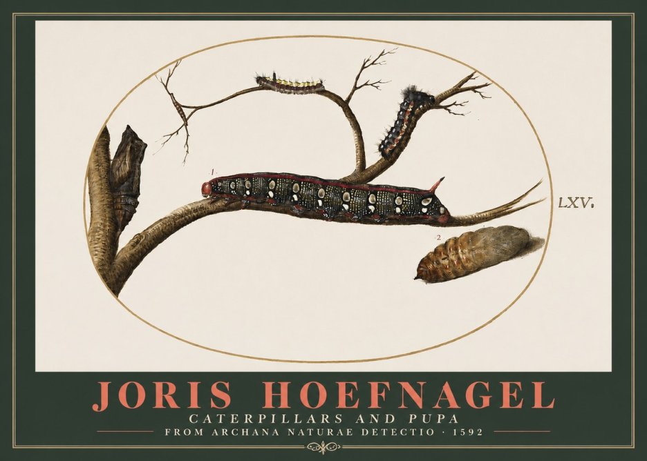 Joris Hoefnagel Caterpillars and Pupa No2 - Affiche