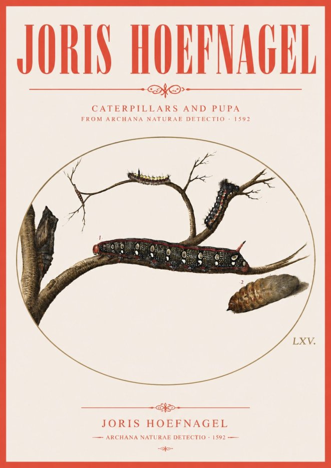 Joris Hoefnagel Caterpillars and Pupa No3 - Affiche