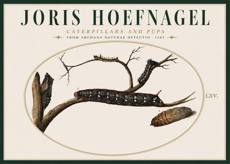 Joris Hoefnagel Caterpillars and Pupa No4 - Affiche
