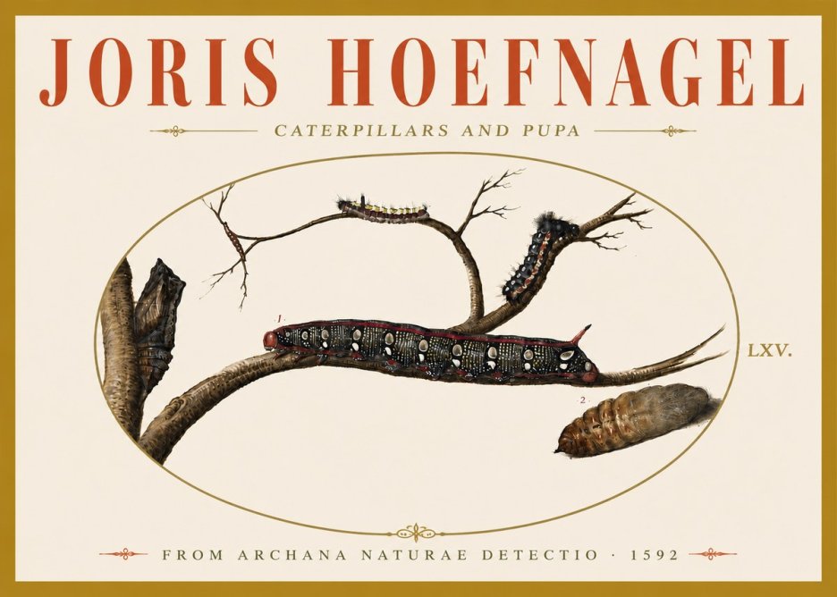 Joris Hoefnagel Caterpillars and Pupa No6 - Affiche