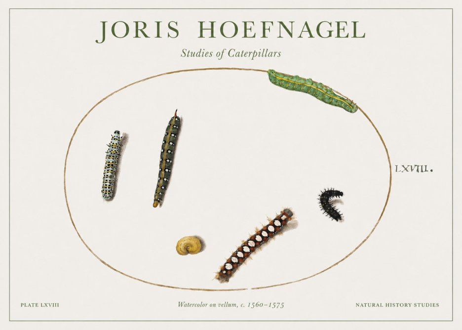 Joris Hoefnagel Studies of Caterpillars No1 - Affiche