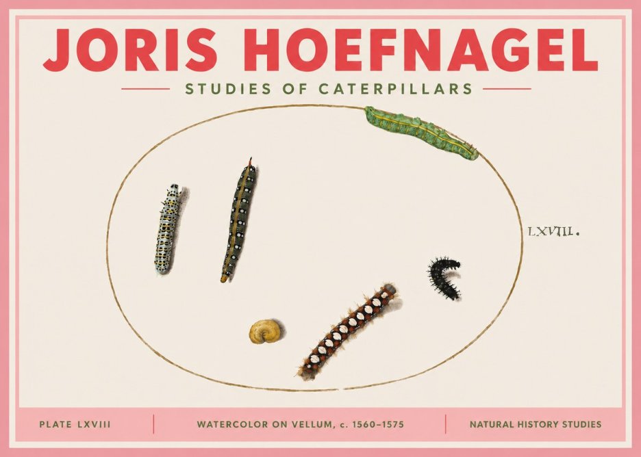 Joris Hoefnagel Studies of Caterpillars No3 - Affiche