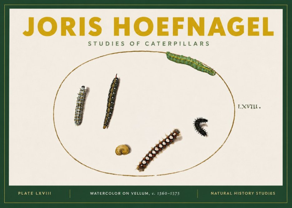 Joris Hoefnagel Studies of Caterpillars No4 - Affiche