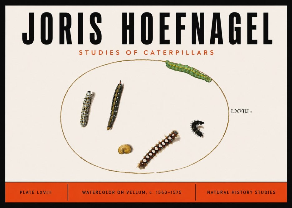 Joris Hoefnagel Studies of Caterpillars No6 - Affiche