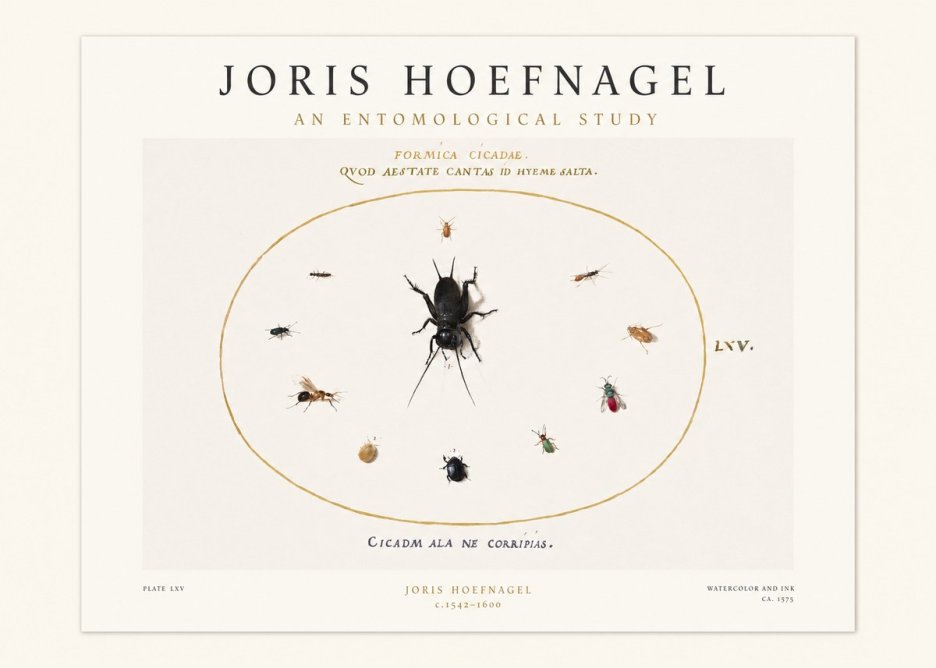 Joris Hoefnagel Formica Cicadae No1 - Affiche