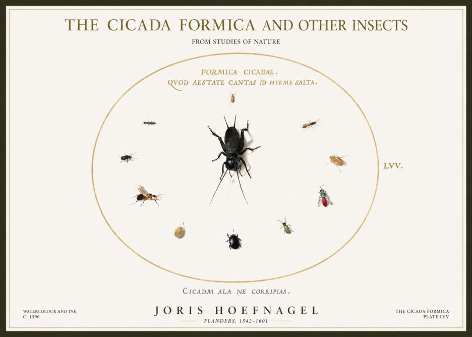 Joris Hoefnagel Formica Cicadae No5 - Affiche