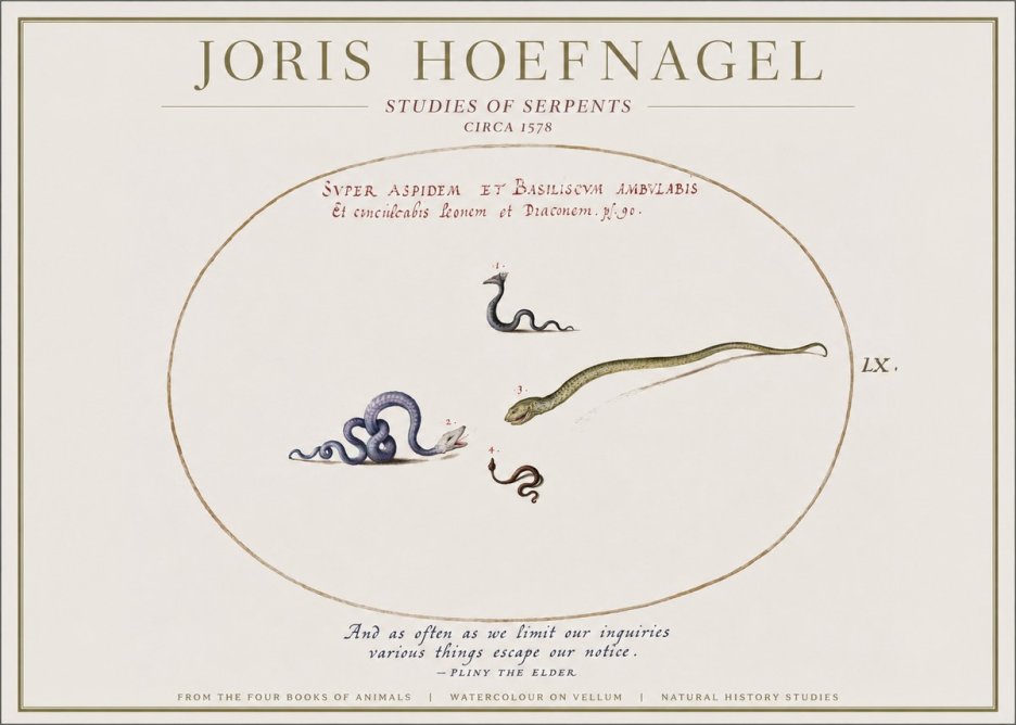 Joris Hoefnagel Studies of Serpents No1 - Affiche