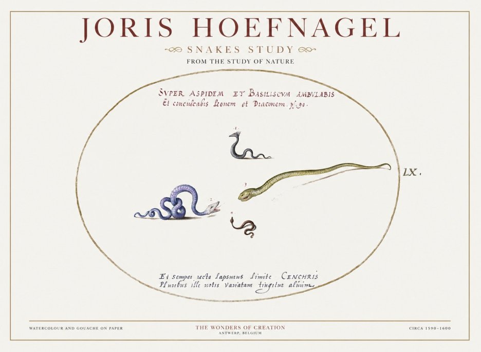 Joris Hoefnagel Studies of Serpents No2 - Affiche