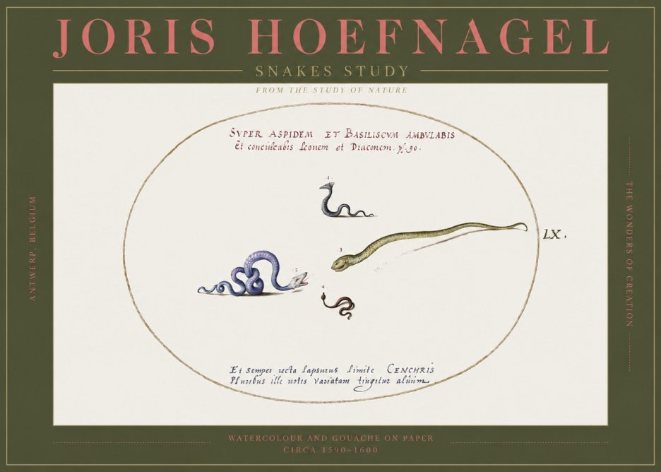 Joris Hoefnagel Studies of Serpents No3 - Affiche