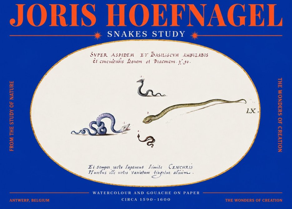 Joris Hoefnagel Studies of Serpents No4 - Affiche