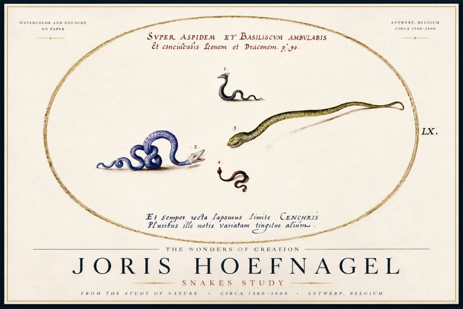 Joris Hoefnagel Studies of Serpents No6 - Affiche