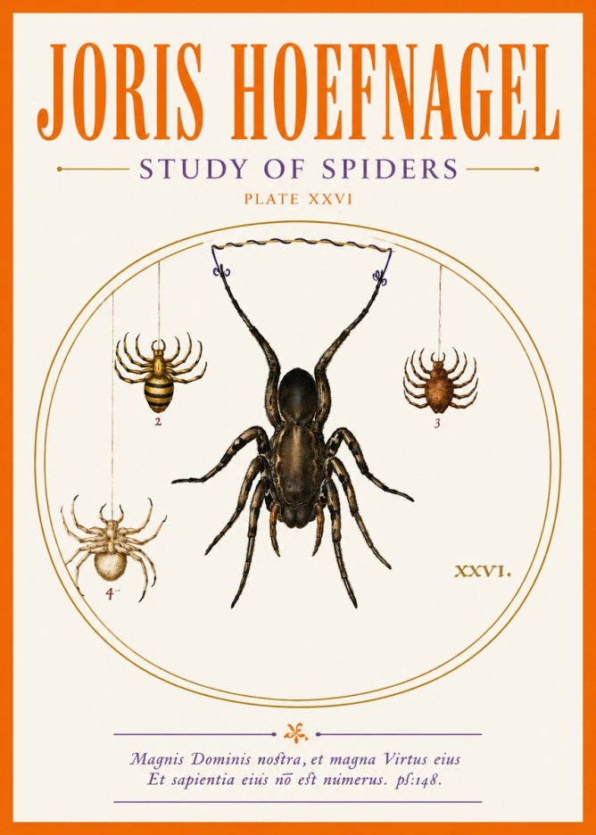 Joris Hoefnagel Study of Spiders No5 - Affiche