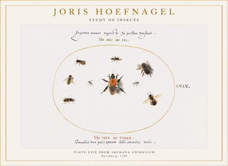 Joris Hoefnagel Insects Study II No6 - Affiche