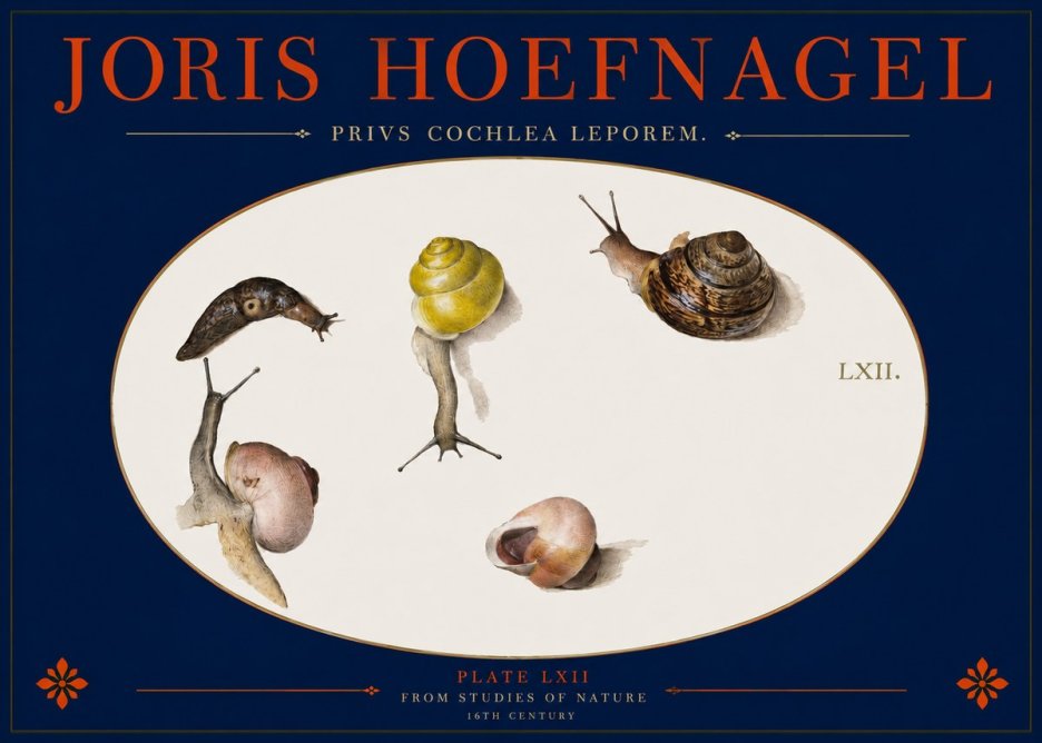 Joris Hoefnagel Privs Cochlea Leporem. No2 - Affiche