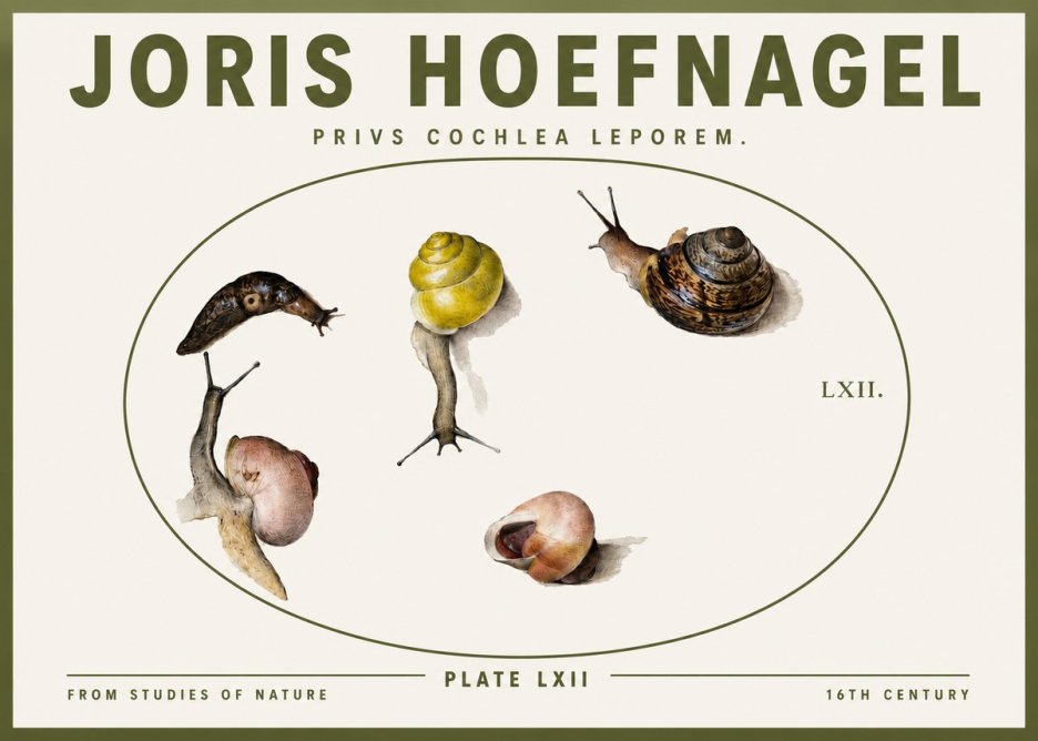 Joris Hoefnagel Privs Cochlea Leporem. No3 - Affiche