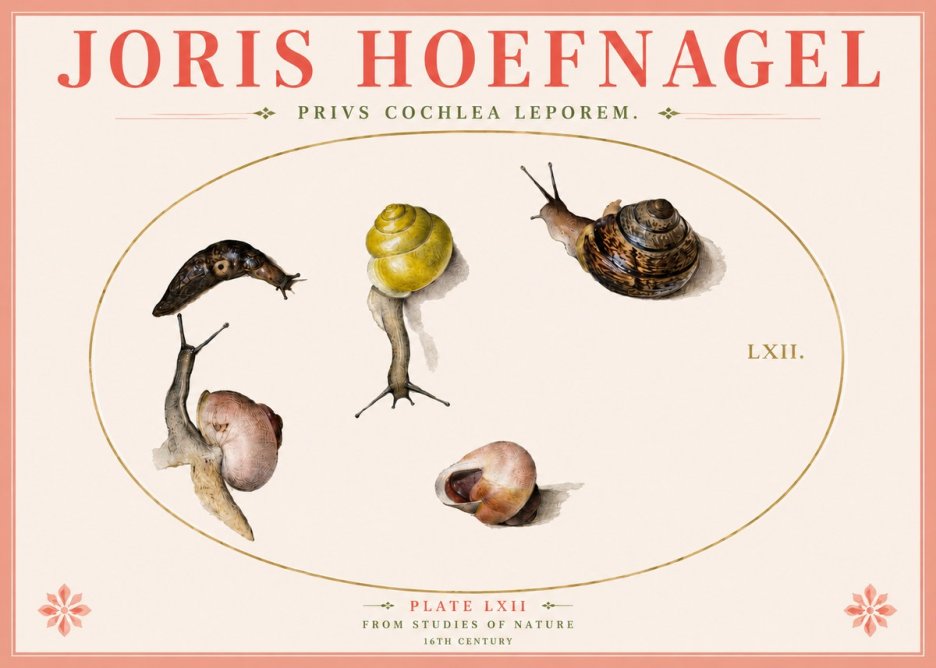 Joris Hoefnagel Privs Cochlea Leporem. No4 - Affiche
