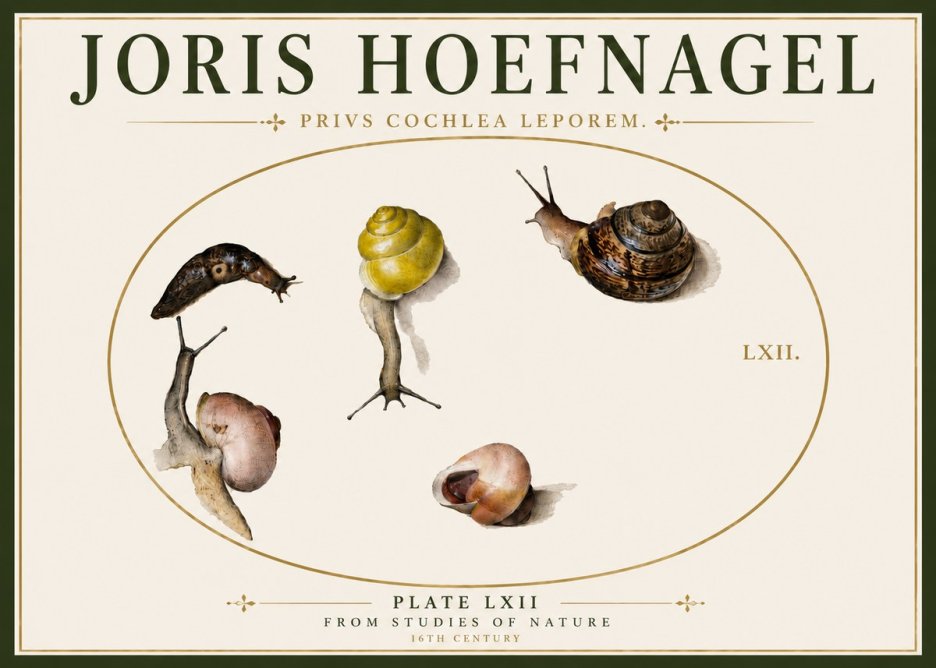 Joris Hoefnagel Privs Cochlea Leporem. No6 - Affiche