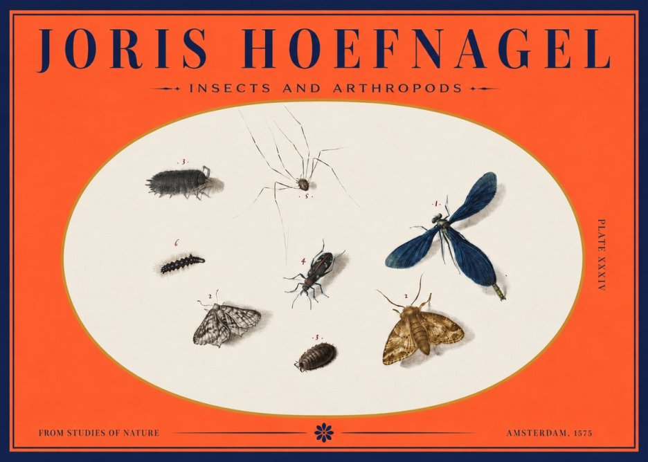 Joris Hoefnagel Insects and Arthropods No3 - Affiche