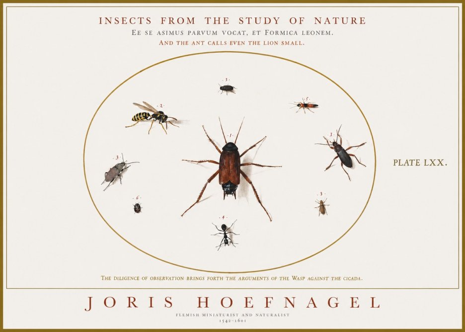 Joris Hoefnagel Insects from the Study of Nature No1 - Affiche